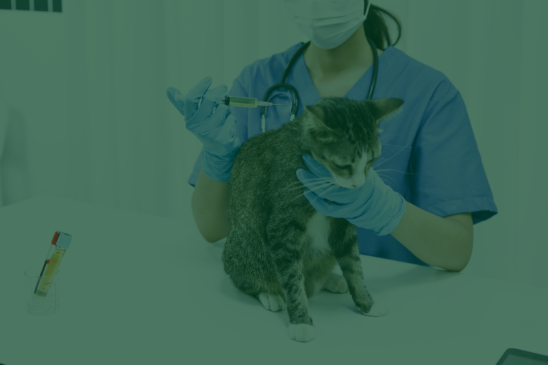 Veterinary